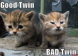 Image result for lolcats