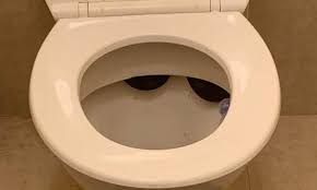 Learn more about snakes in toilet pipes at howstuffworks. Man Makes Shocking Find In His Toilet Bowl So Can You See Why He Was So Terrified Daily Mail Online