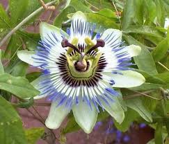 Pin On A Nice Flower