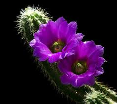 The recorded lifespan of a number of cacti are highlighted below. Cacti Don T Often Flower But When They Do They Re Amazing Blooming Cactus Cactus Flowers Beautiful Flowers