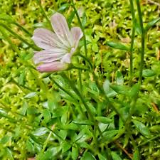 Image result for Montia