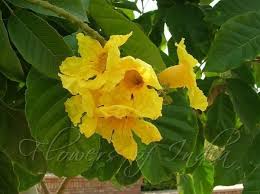 Image result for Markhamia lutea