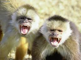Image result for MONKEYS