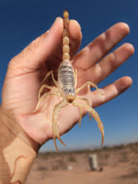 How To Get Rid Of Scorpions Naturally Scorpion Diy Bug Spray How To Get Rid