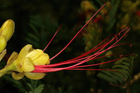 Image result for Erythrostemon