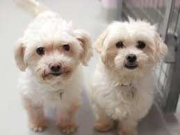 A small dog with long hairs was your criteria and you got many of such dog breeds that fulfill your criteria. 13 Famous Long Haired Dog Breeds Around The World