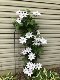Maybe you would like to learn more about one of these? Clematis Vine Container Flowers Clematis Plants Clematis