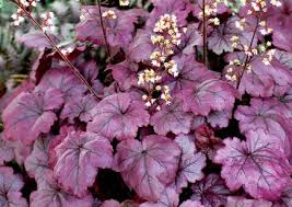 Heuchera Plum Royale Plum Royale Coral Bells Plant Lust How many heuchera 'plum royale' (coral bells) do i need for my garden? plum royale coral bells plant lust