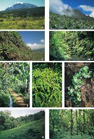 Image result for Rutidea fuscescens