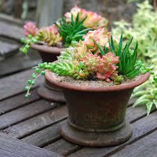 50+ years of experience growing the best succulents online. Succulent Garden Care The New York Times