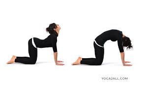 This is also a common pose in most hatha yoga classes so you will be well equipped if you hit the mat in a public setting. What Is Cat Cow Yoga Pose And What Are Its Benefits