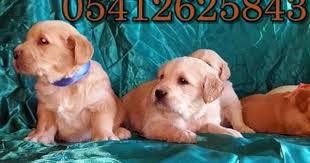 satilik yavru golden retriever golden retriever