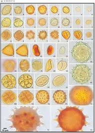 Image result for Phaeoptilum