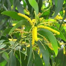 Image result for Acacia auriculiformis
