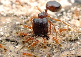 Asian Marauder Ant Pheidologeton Affinis Minors Are 1 500th The Mass Of The Majors Or The Soldiers Ants Weird Animals Insects
