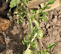 Image result for Eureiandra sp. A