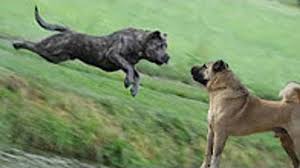 Presa Canario Vs Kangal About Kopek Dovusleri Ve Kopek Kavgasi Hakkinda Kangal Dog Kurt Video Dailymotion