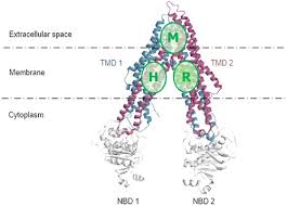 Image result for P-Glycoprotein