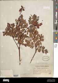 Image result for Caesalpinia cassioides