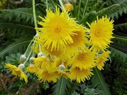 Image result for Sonchus friesii