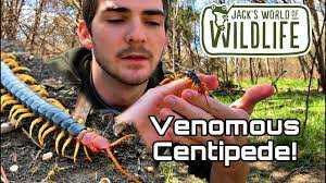 Maybe you would like to learn more about one of these? Handling A Giant Centipede Youtube