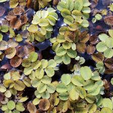 Image result for Salvinia hastata