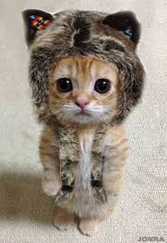 Coisa Fofa Bichinhos Fofos Animais Bebes Mais Fofos Animais Bebes