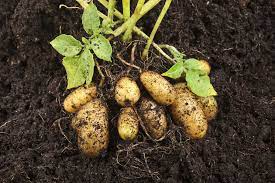 Large, black plastic colored buckets are recommended if you are growing potatoes in pots in a temperate climate because black color provides more warmth than any other. How To Plant And Grow Potatoes Van Meuwen