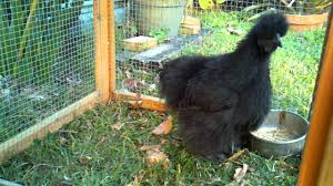 May 10, 2020 · set up a chicken run outside of the coop to protect the chickens. Black Silkie Chicken Clucking Youtube