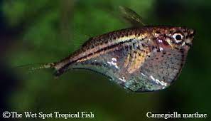 Carnegiella Marthae Marthae Hatchet Fish Aquarium Fish Fish Tropical Fish