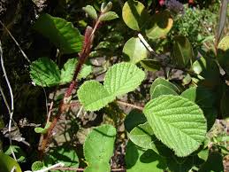 Image result for Rubus ellipticus