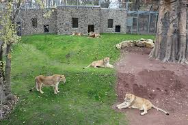 Ever since childhood, i have been a great fan of zoos, but one question always bothered me; Zoo Osnabruck Lowen Erkunden Neues Aussengehege