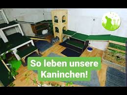 Leider sind sehr viele pflanzen für kaninchen. Kaninchengehege Oder Wohnungsgehege Youtube