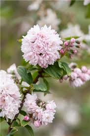 Image result for Deutzia hybrida Pink Pompon