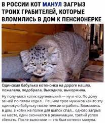 Animals dumb funny lol lm funny moments fun manul mems mem мемы мем лол фан кот котик животные манул манула. Manul Zagryz Troih Grabitelej Pravda Ili Vymysel Zhivotnye 646397 Tabor Ru
