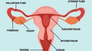 Signs and symptoms are ways the body lets you know that you have an injury, illness, or disease. What Is The Most Aggressive Type Of Uterine Cancer Prof Obermair Professor Andreas Obermair