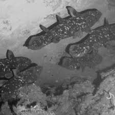 These fish are largely considered living fossils, and were around during the late cretaceous period while. Jurgen Schauer S Research Works Geomar Helmholtz Centre For Ocean Research Kiel Kiel And Other Places