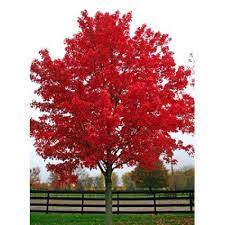 Acer Rubrum October Glory Maple In 2020 Red Maple Tree Maple Tree Red Sunset Maple