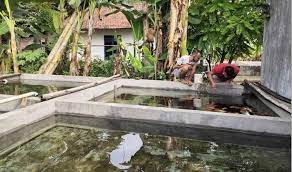 Namun, bagi pemula yang belum paham seluk beluk pemeliharaan ikan, akan merasa kesulitan saat memeliharanya. Budidaya Ikan Cupang Ketami Bertahan Di Tengah Pandemi Covid 19 Bangsa Online Cepat Lugas Dan Akurat