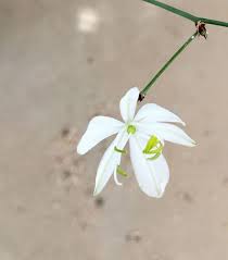 Image result for Chlorophytum galpinii