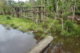 Mohd sofian & co kemaman. Poor Treatment For Orangutans At Kemaman Zoo Continues Friends Of The Orangutans