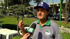 Although the common names in various languages refer to the species as a pine, it is not a true pine. Complete Newb Question Young Brazilian Pine Bonsai Forum Bonsai Empire
