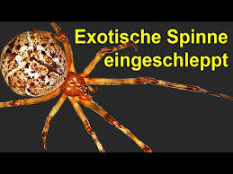 Der biss ist schmerzhaft und besonders bei. Hoch Giftige Spinne Plotzlich In Deutschland In Hausern Youtube