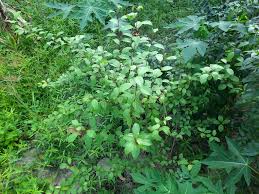 Image result for Commiphora