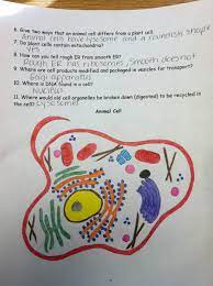 The best plant cell coloring sheet answer key if you are looking for some plant cell coloring sheet answer key , we've found some of the best ones around. Animal Cell Coloring Worksheet Worksheet List