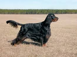 Although their ancient lines can be traced back to 1620, the gordon setter originated in scotland over 200 years ago. Gordon Setter Dog Breed Profile Petfinder