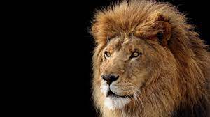 Lion Desktop Nexus Wallpaper Lion Wallpaper Lion Hd Wallpaper Lion Images