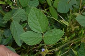 Image result for Calopogonium mucunoides