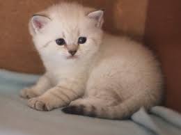 Bri Ny 21 33 Black Golden Linx Pointed Color Of British Cats Isha Iz Doma Mironovoy Cats Cat Photo Kittens Cutest
