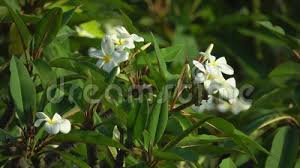 The orchid, lokelani and the pupu flower are popular variations for leis, and the flowers' use in leis are specific to individual islands. White Plumeria Flowers Blowing In The Wind Stock Video Video Of Green Afternoon 119296971